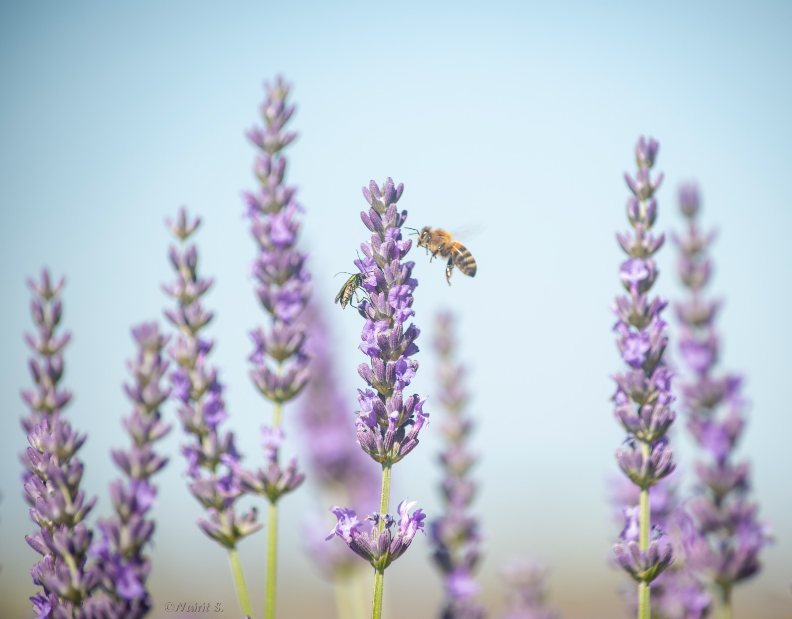 Lavender fields bus tour - group moment